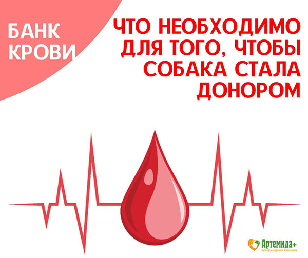 Банки крови для кошек. В 1937 открылся первый в мире банк донорской крови. Банк донорской крови для собак в Томске.