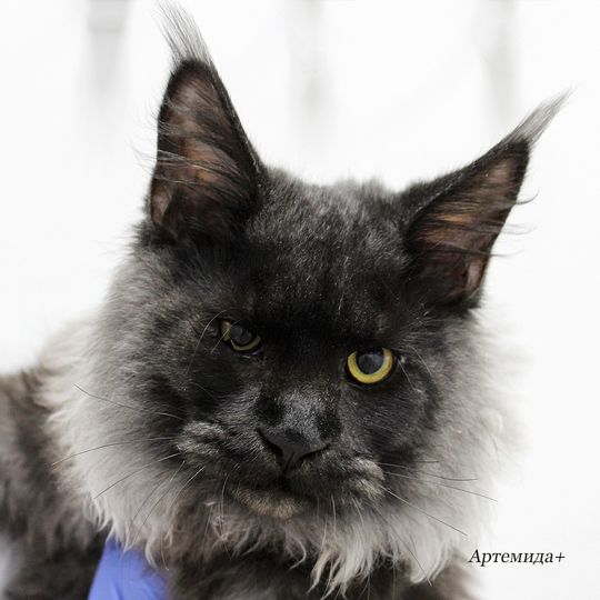 Лечение кошек - Кошка заболела - Артемида+