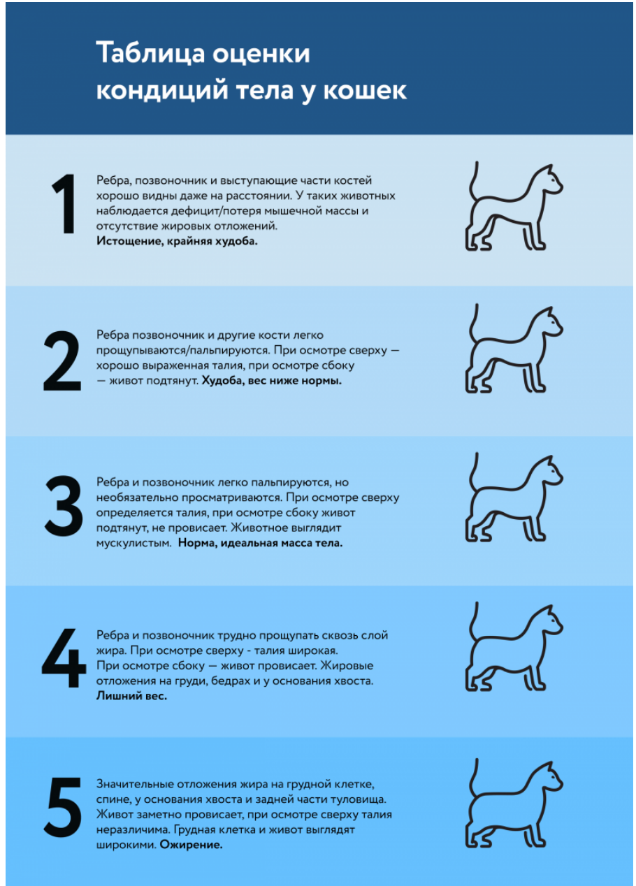 Что дать собаке от живота. Таблица оценки кондиции собаки. Норма веса кошки. Оценка кондиций тела собак и кошек. Конидция тела у собаки.